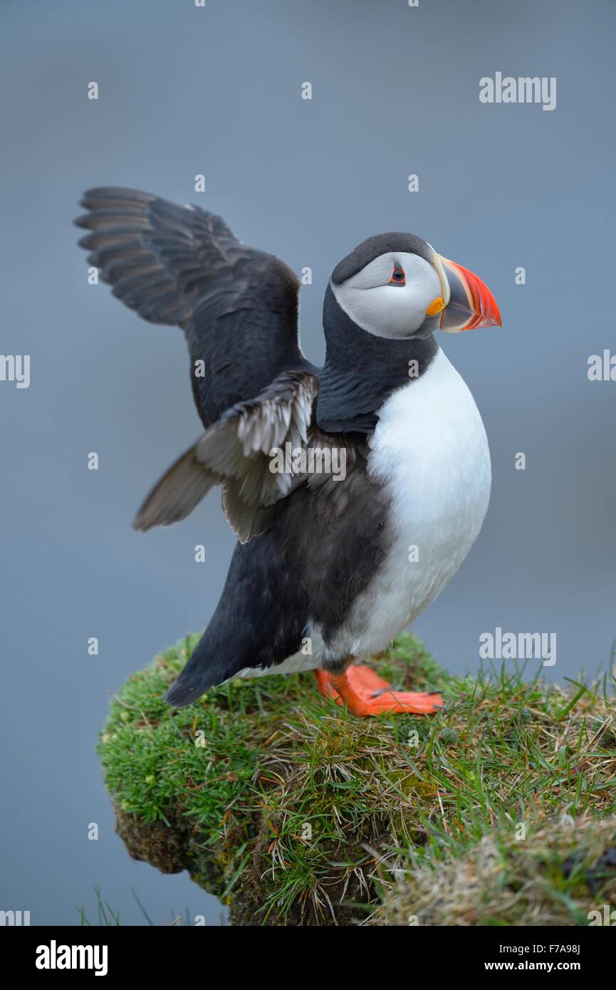 Puffin (Fratercula arctica), sbattimenti le sue ali, Latrabjarg, Westfjords, Westfirdir, Islanda Foto Stock Puffin (Fratercula arctica), sbattimenti le sue ali, Latrabjarg, Westfjords, Westfirdir, Islanda Foto Stock
