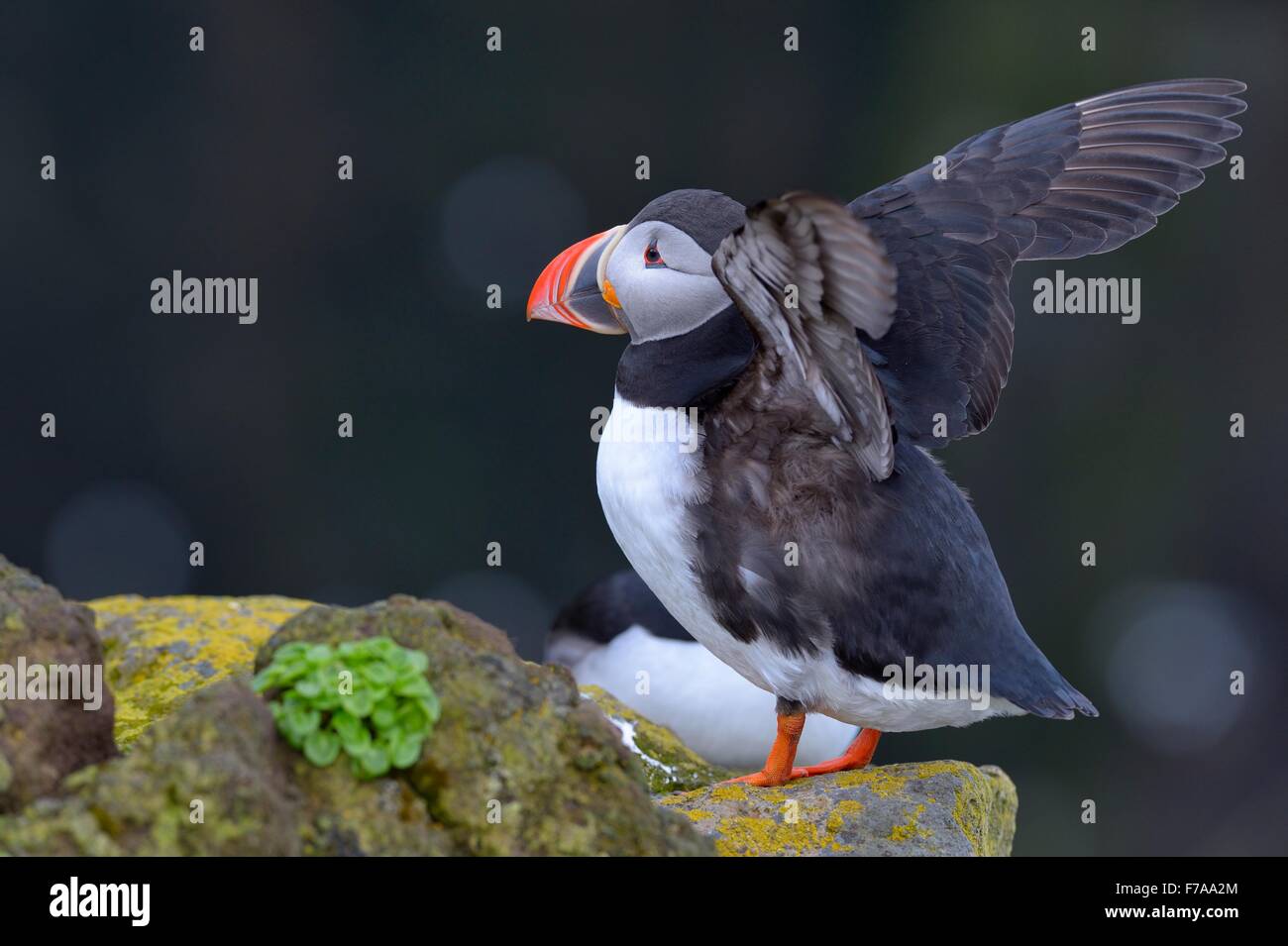 Puffin (Fratercula arctica), sbattimenti le sue ali, Latrabjarg, Westfjords, Westfirdir, Islanda Foto Stock Puffin (Fratercula arctica), sbattimenti le sue ali, Latrabjarg, Westfjords, Westfirdir, Islanda Foto Stock