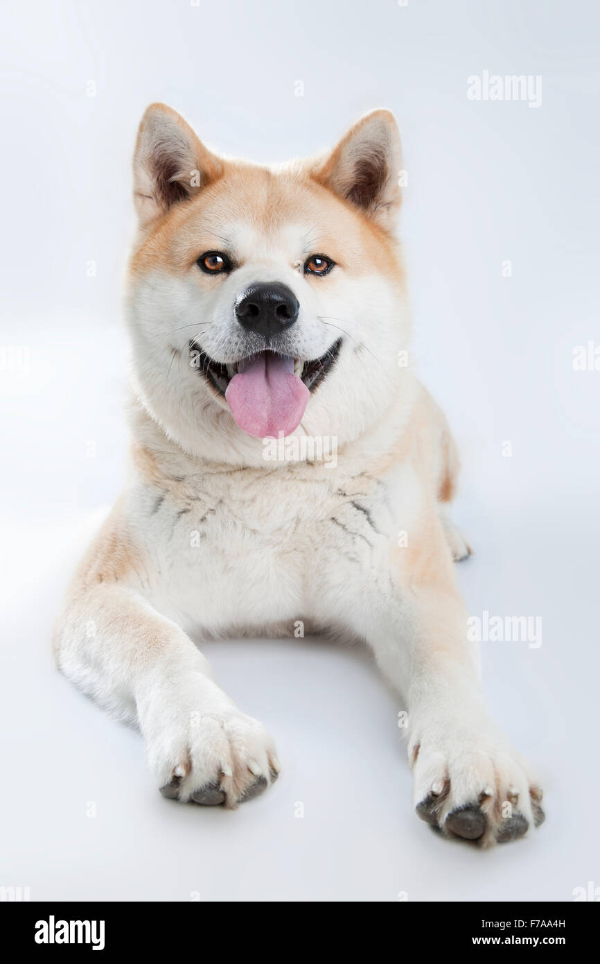Akita Inu (Canis lupus familiaris), sdraiato, ritratto, corpo pieno, vista frontale Foto Stock