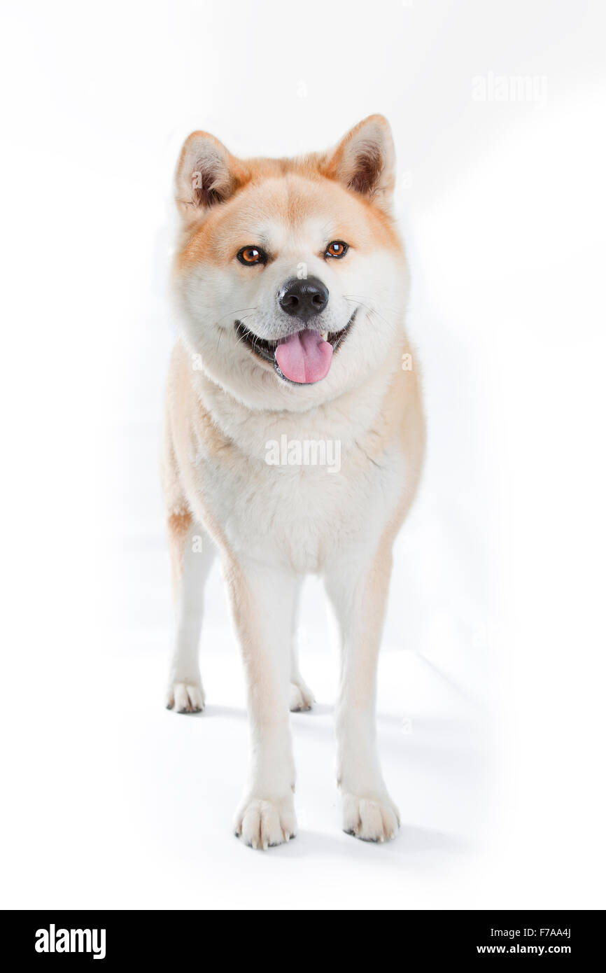 Akita Inu (Canis lupus familiaris), in piedi, corpo pieno, vista frontale Foto Stock