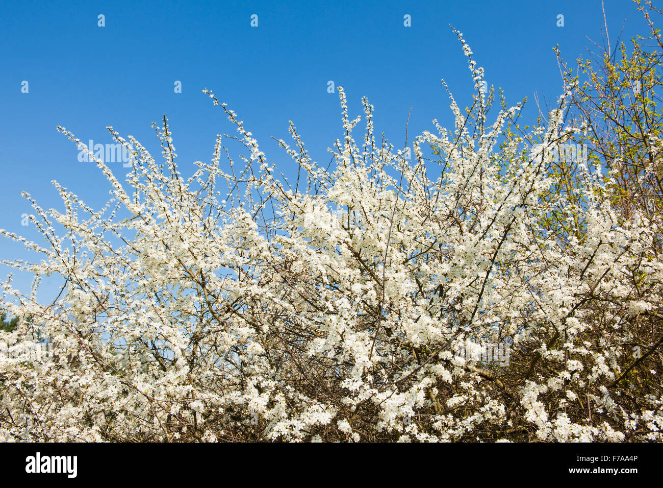 Prugnolo (Prunus spinosa, fiori bianchi, Bassa Sassonia Foto Stock