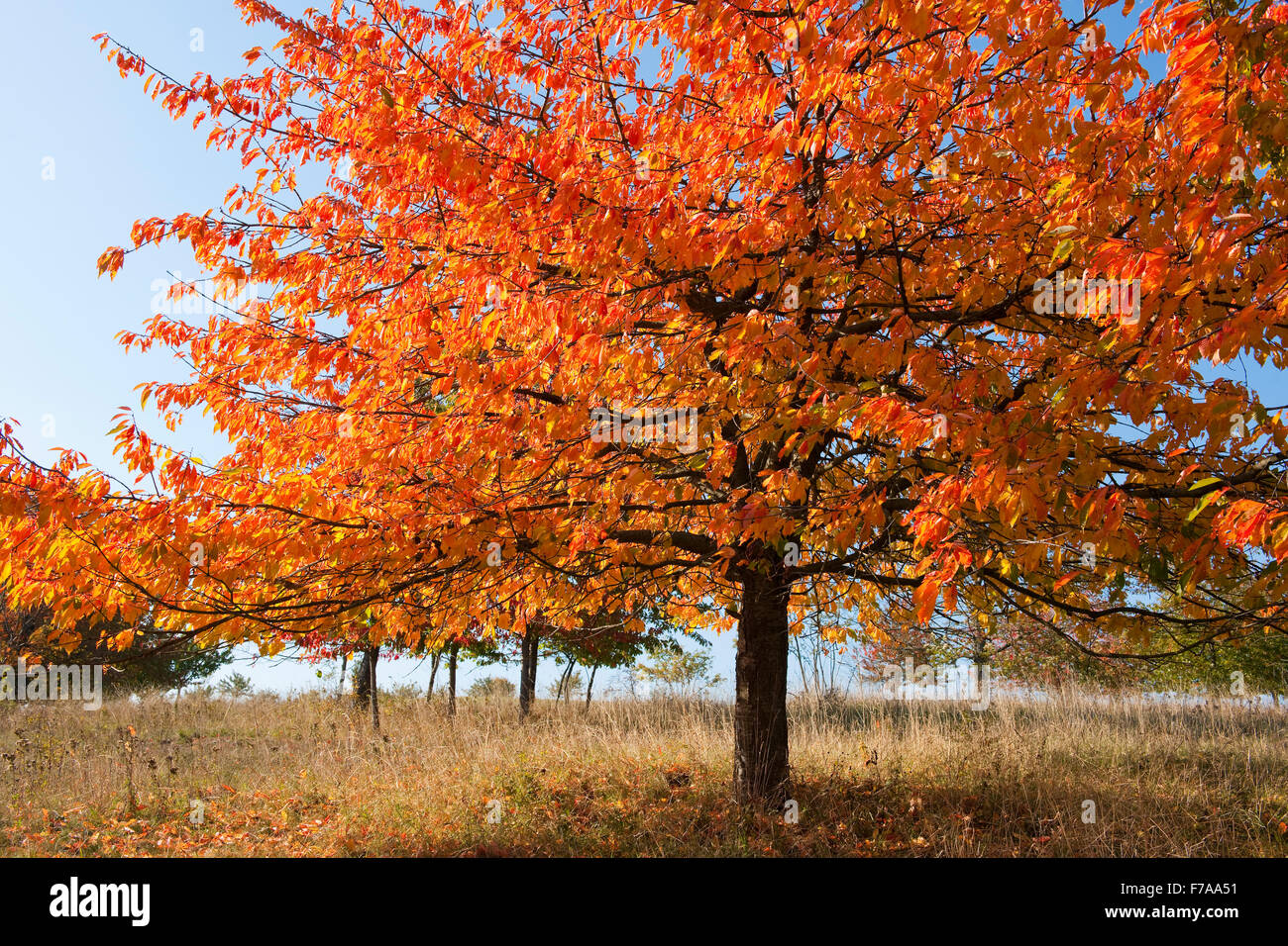Bird ciliegio (Prunus avium), Orchard in autunno, Turingia, Germania Foto Stock