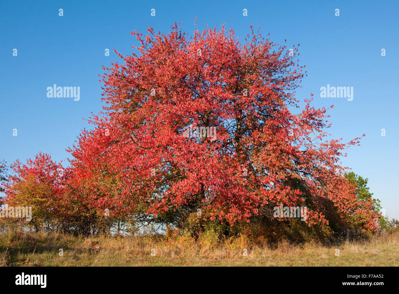 Bird ciliegio (Prunus avium) con foglie rosse in autunno, Turingia, Germania Foto Stock