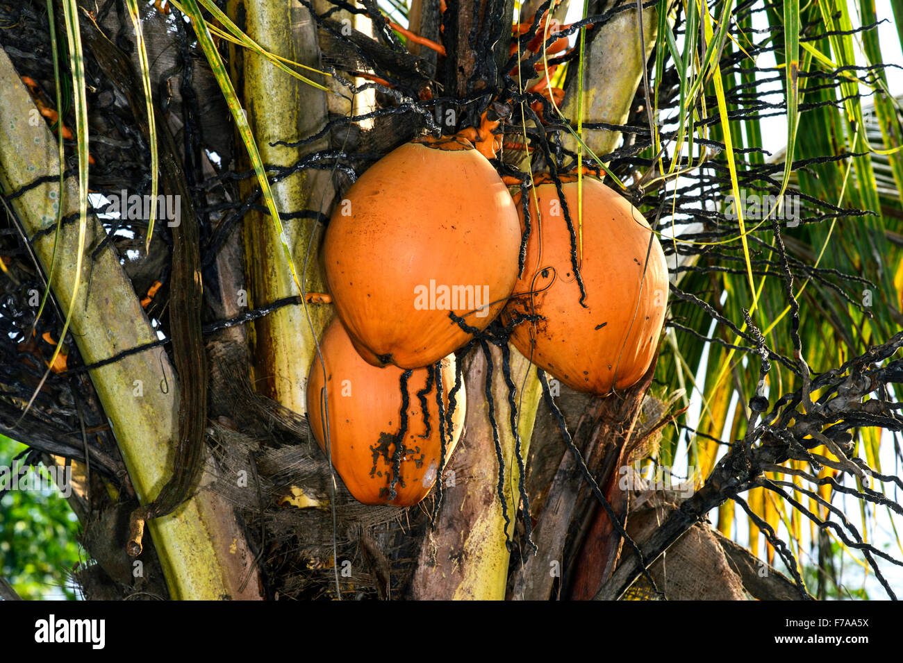 Coconut Palm tree (Cocos nucifera) con noci di cocco mature, Choco foresta pluviale, Ecuador Foto Stock