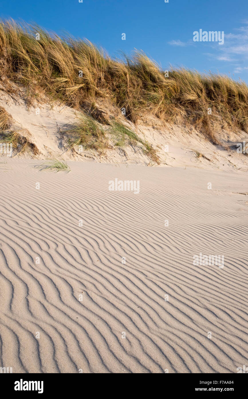 Le linee ondulate in sabbia, Weststrand Beach, Mar Baltico, nato auf dem Darß, Fischland-Darß-Zingst, Western Pomerania Area Laguna Foto Stock