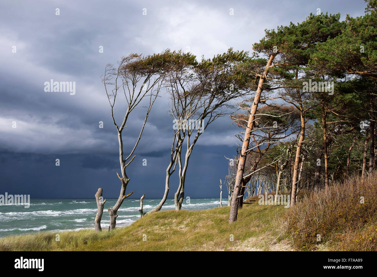 Le nuvole scure Weststrand Beach, Darß Forest dal Mar Baltico, nato am Darß, Fischland-Darß-Zingst, Western Pomerania Laguna Foto Stock