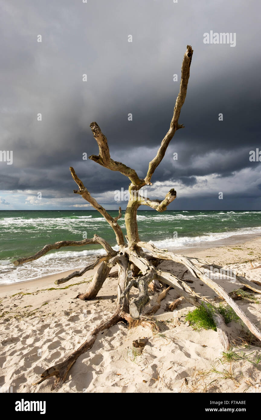 Albero morto sulla spiaggia occidentale presso il Mar Baltico, nuvole scure, nato am Darß, Fischland-Darß-Zingst, Western Pomerania Area Laguna Foto Stock