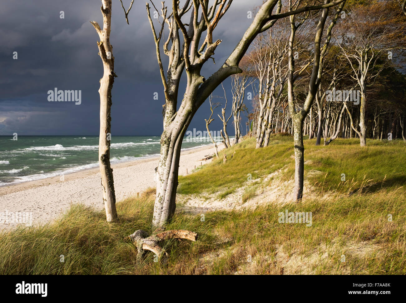 Le nuvole scure Weststrand Beach, Darß Forest dal Mar Baltico, nato am Darß, Fischland-Darß-Zingst, Western Pomerania Laguna Foto Stock