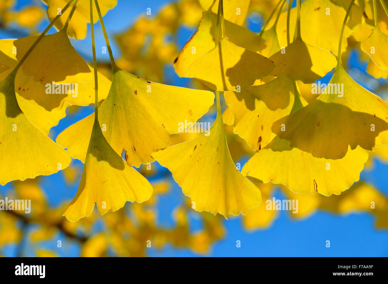 Foglie autunnali al Gingko tree (Ginkgo biloba), cielo blu, Nord Reno-Westfalia, Germania Foto Stock