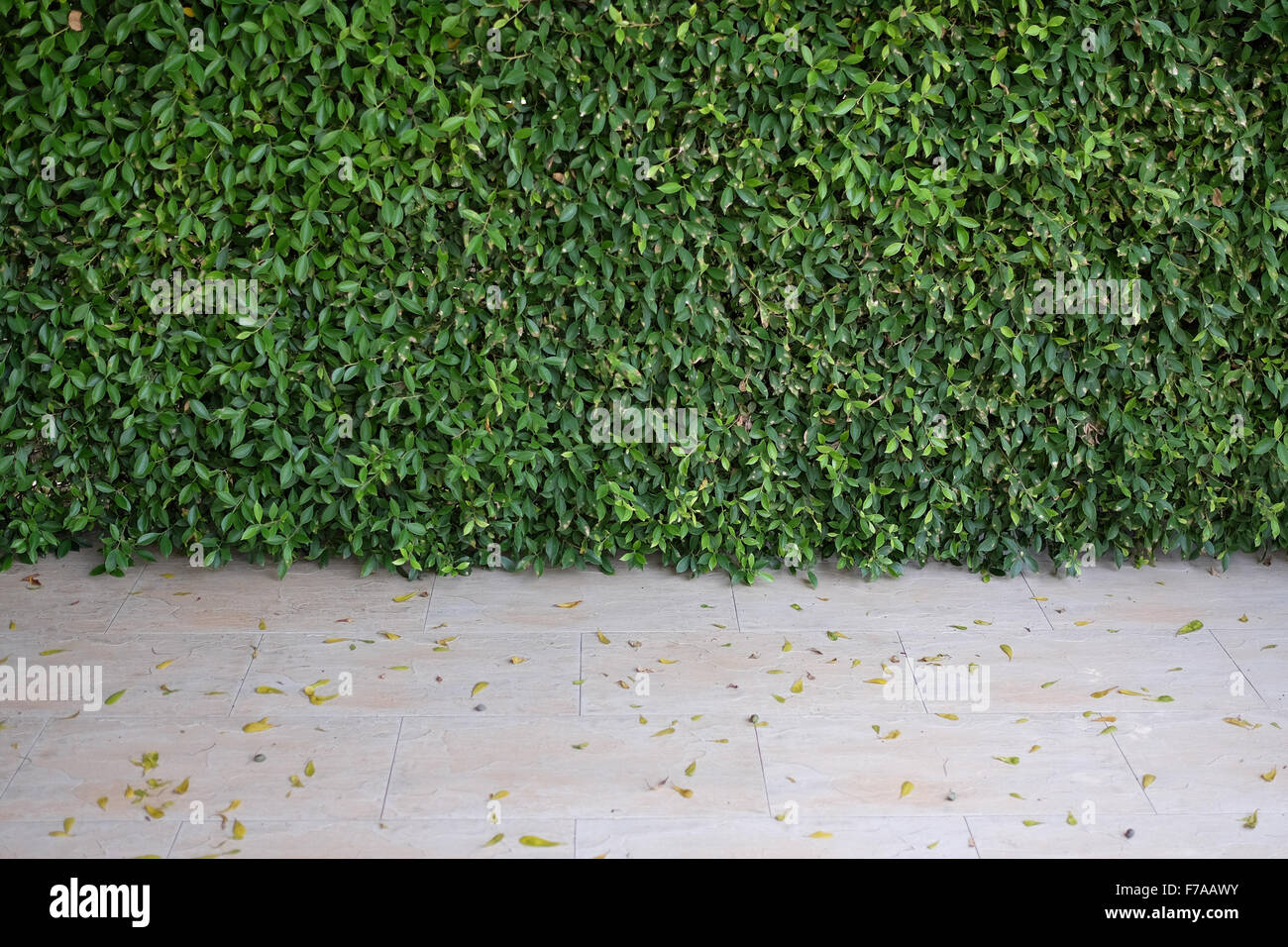 Boccola verde parete di foglie in giardino, texture di sfondo immagine di sfondo Foto Stock