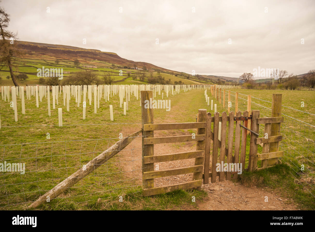 Vista la piantumazione di alberi regime in Reeth,North Yorkshire vicino al ponte girevole Foto Stock