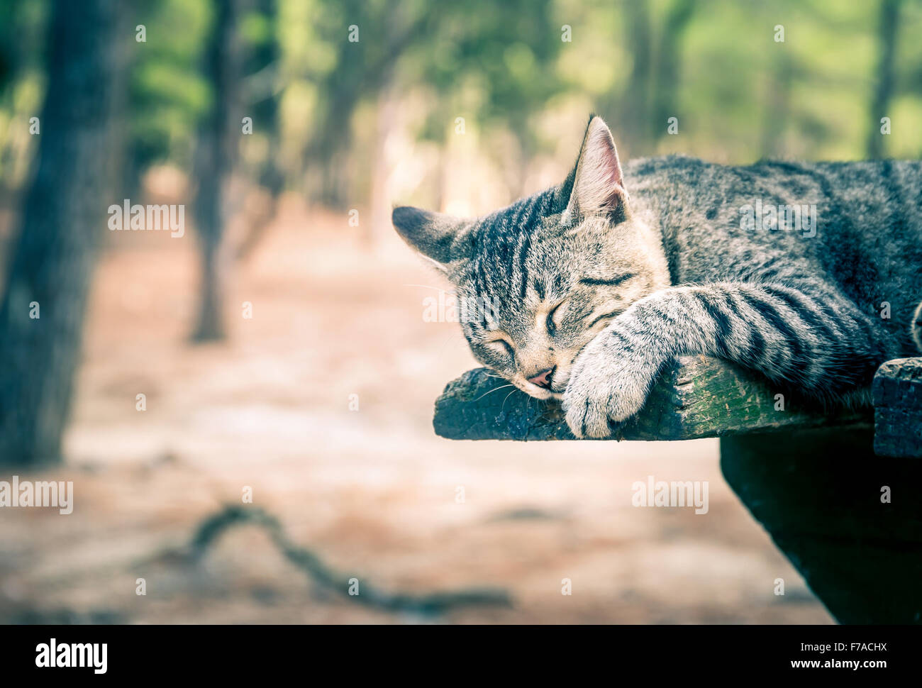Carino gattino domestico dormendo all'aperto su un tavolo Foto Stock