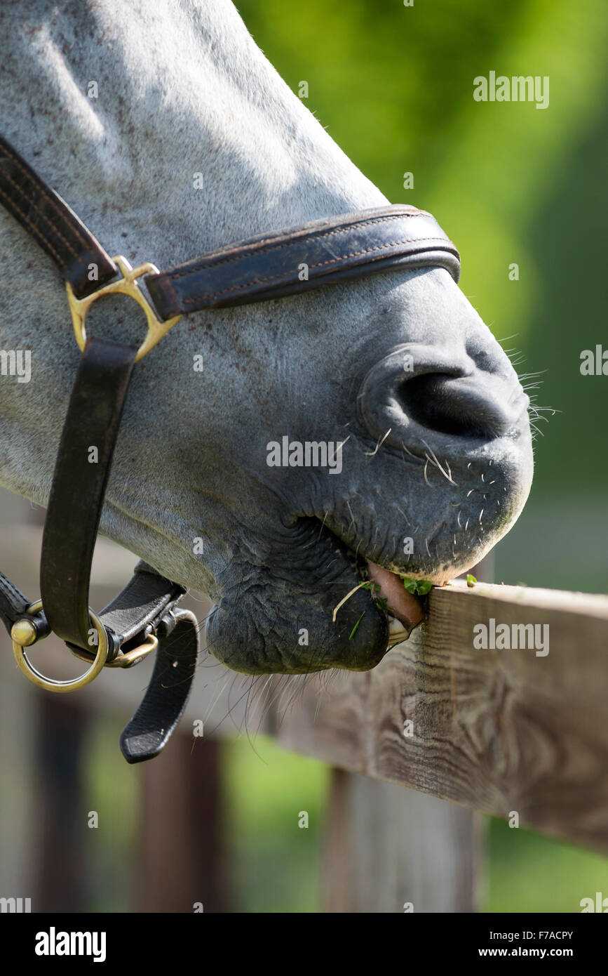 La puntellatura a cavallo su un recinto Foto Stock