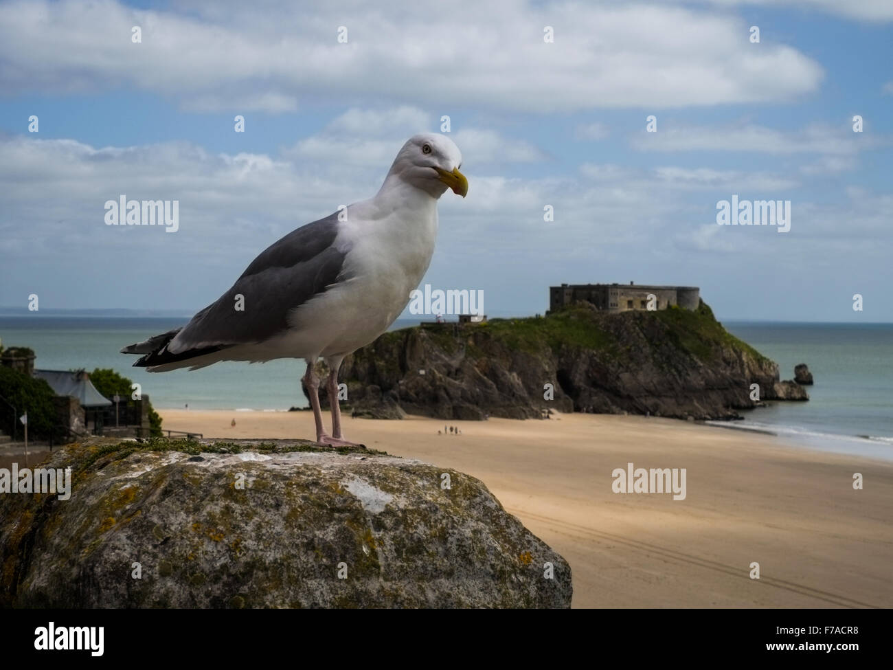 Un Gabbiano aringhe posatoi sulla Paragon, Tenby, Wales, Regno Unito. In fondo è St Catherine's island. Foto Stock
