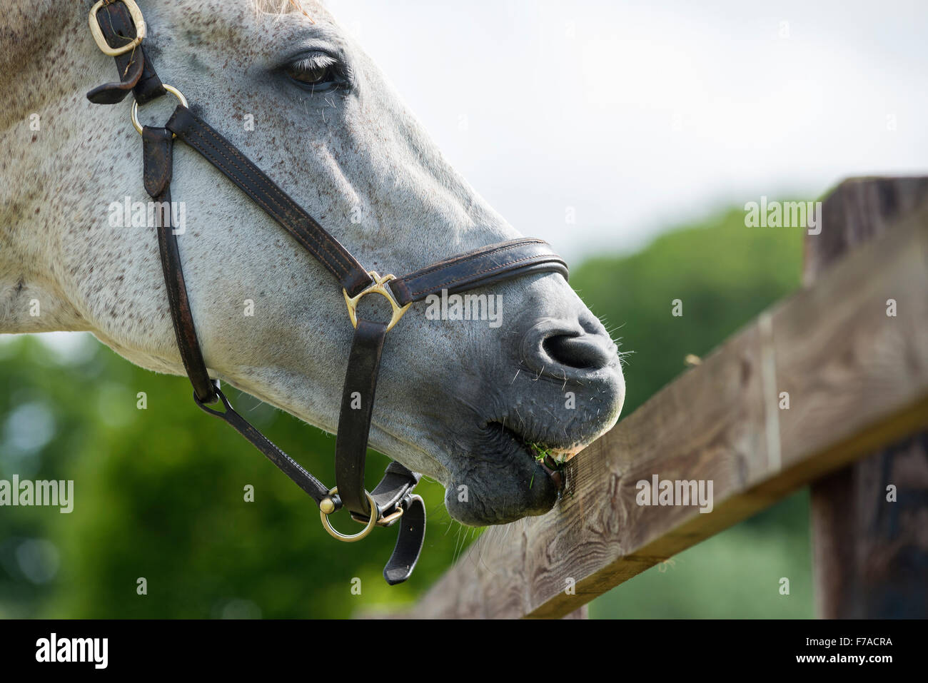 La puntellatura a cavallo su un recinto Foto Stock