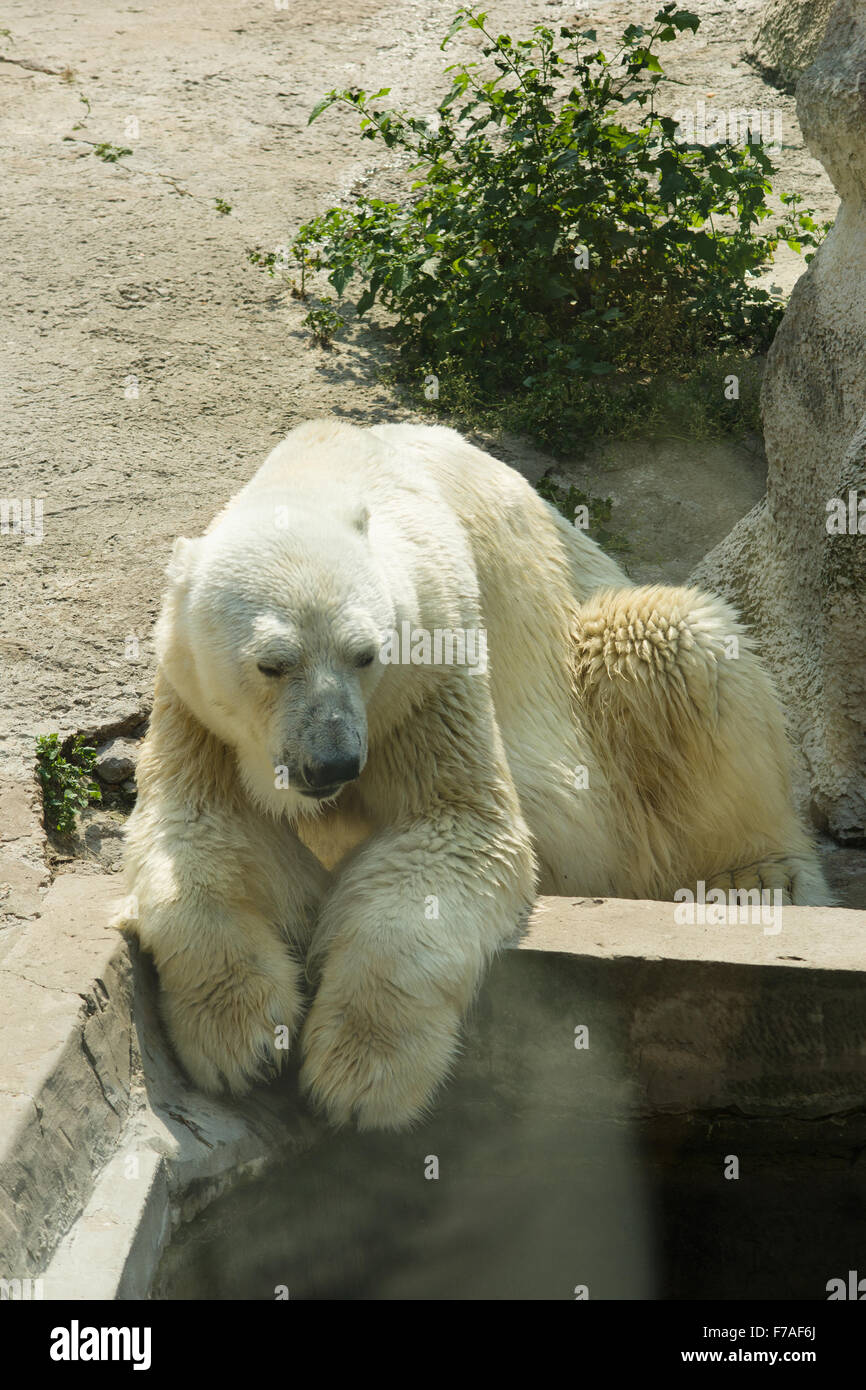 L'orso polare ben mangiato e ora ha un resto vicino alla piscina Foto Stock