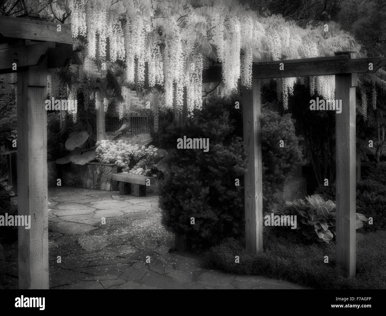 Il Glicine trellis. Il Giardino di Oregon. Silverton, Oregon Foto Stock