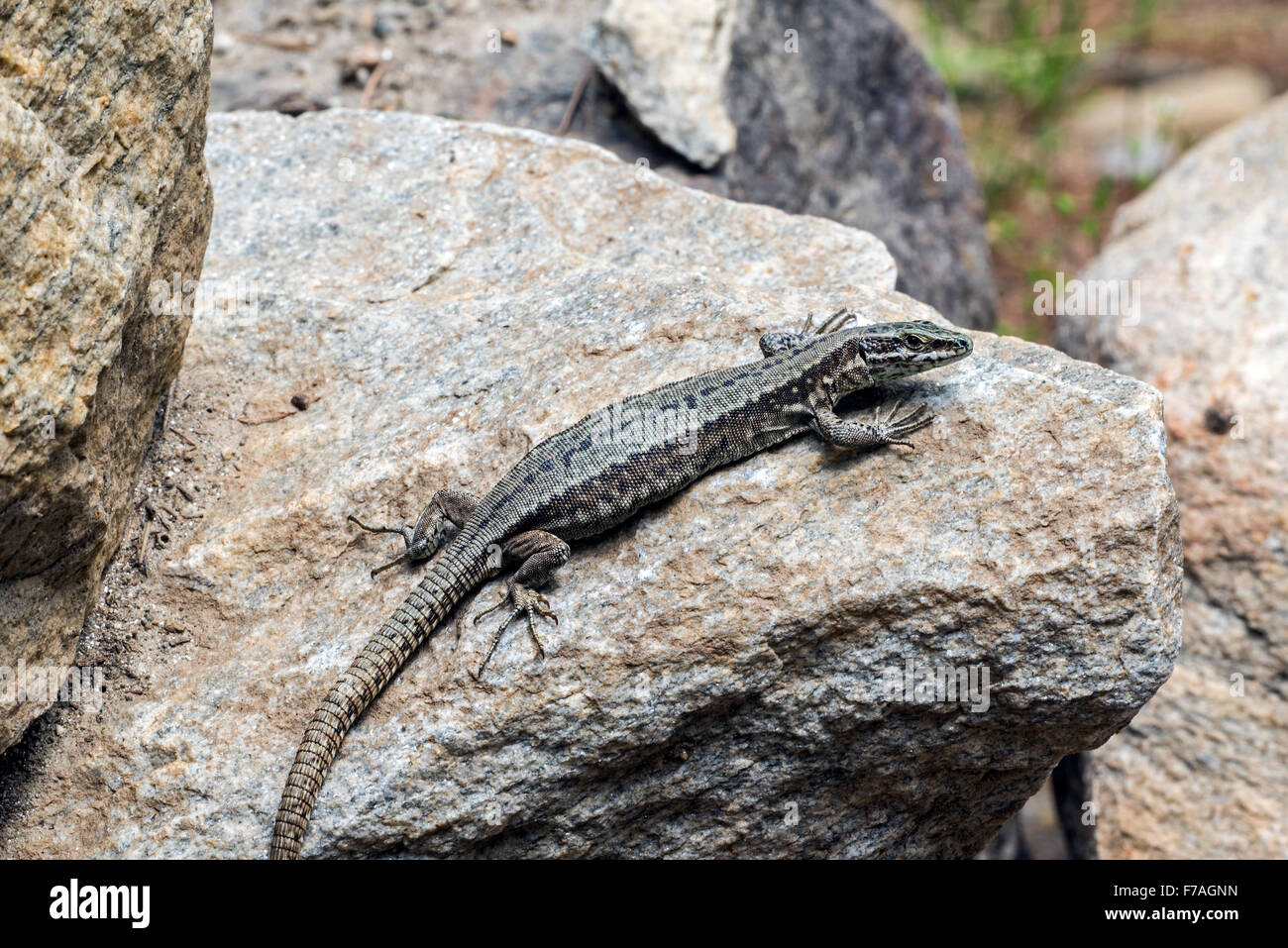 Comune di lucertola muraiola (Podarcis muralis / Lacerta muralis) crogiolarsi al sole su roccia Foto Stock