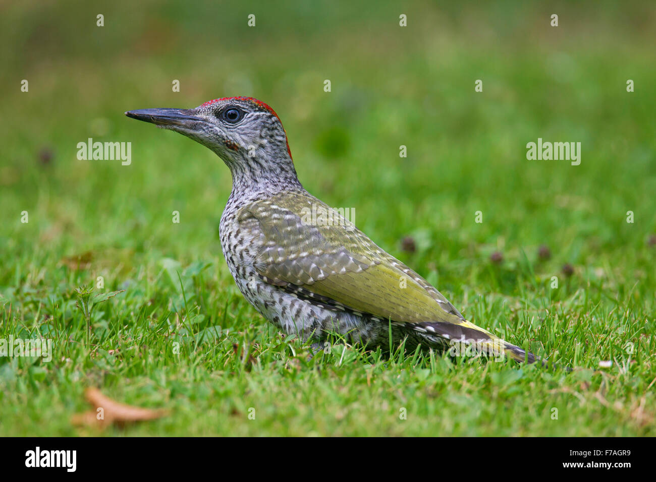 Unione picchio verde (Picus viridis) capretti rovistando nella prateria Foto Stock