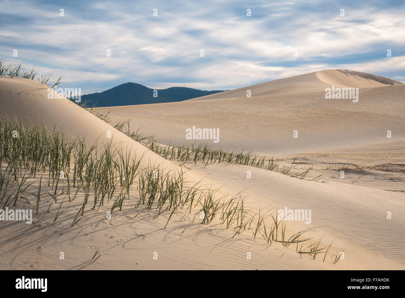 Spettacolari dune di sabbia lungo il deserto Nadgee a piedi, nel Nuovo Galles del Sud, Victoria confine. Foto Stock