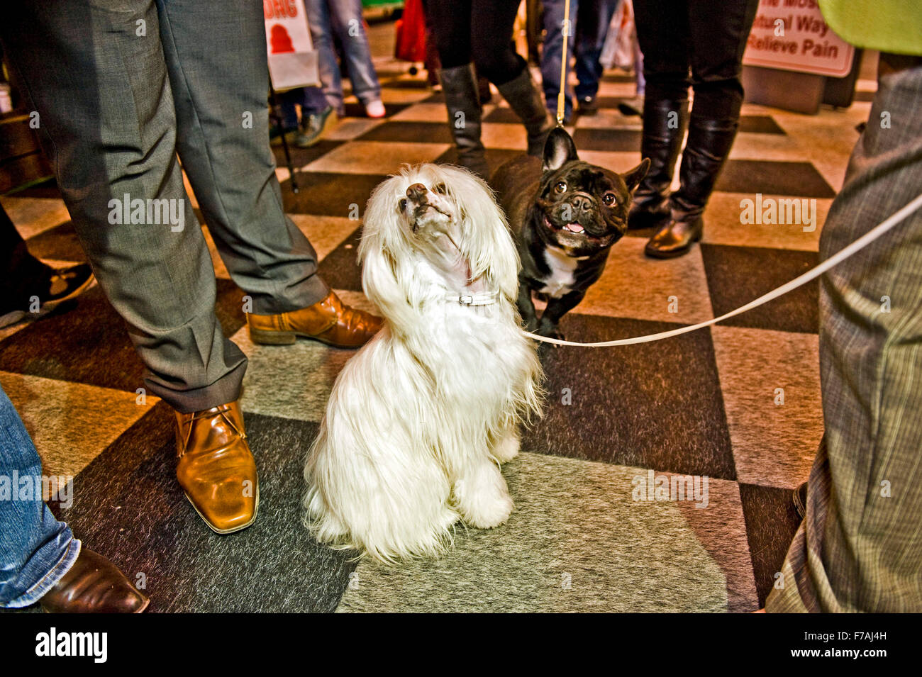 Il crufts dog show appassionato di cane barboncino il badge amante del cane barboncino amante Foto Stock