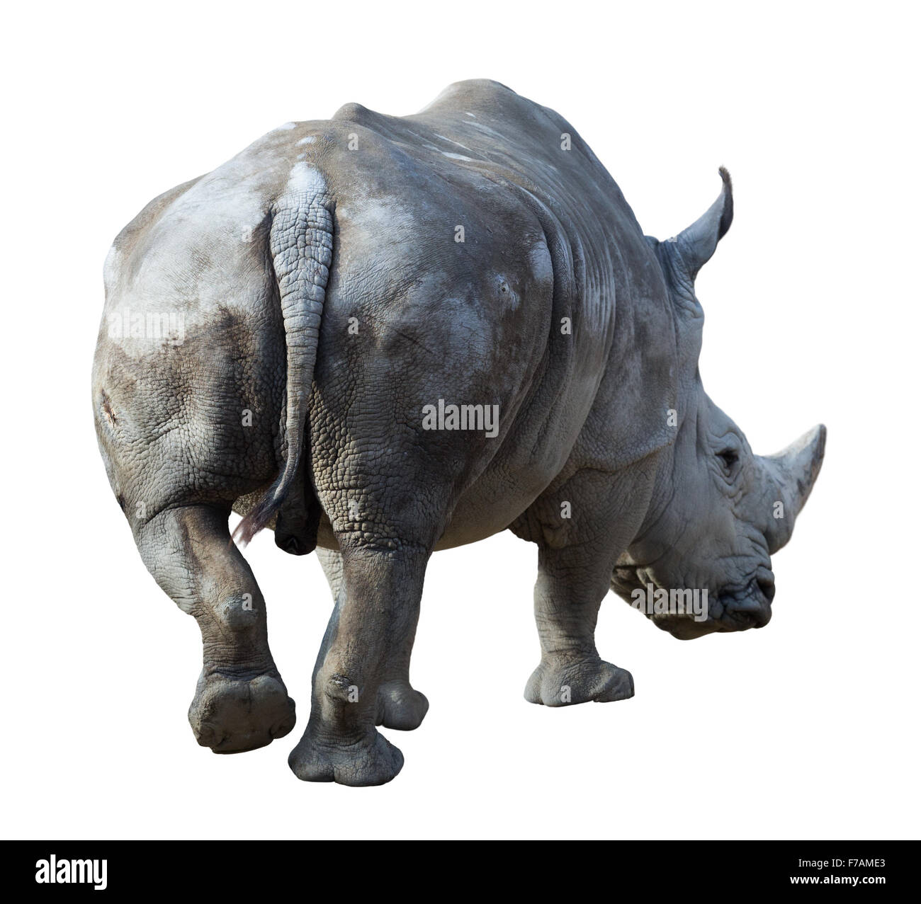 Rinoceronte bianco(Ceratotherium simum). Isolato su sfondo bianco Foto Stock