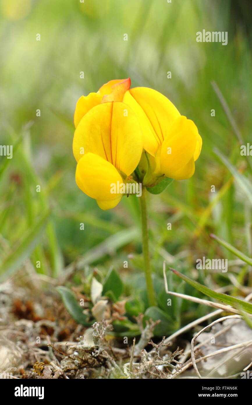 Trifoglio Birdsfoot cresce in un prato di fiori selvaggi nel Derbyshire Dales, England Regno Unito Foto Stock