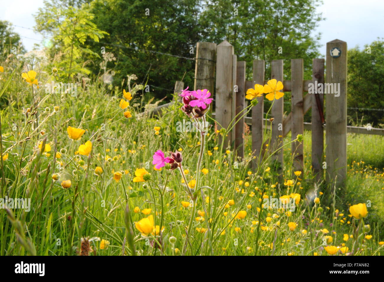 Una collina prato di fiori selvaggi costellata di renoncules e red campion nei pressi di Cromford, nel Derbyshire Dales, England Regno Unito Foto Stock