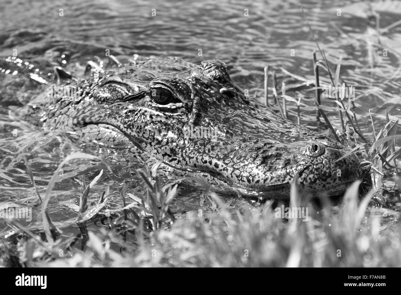 Colpo di testa di un alligatore proveniente in riva. Foto Stock