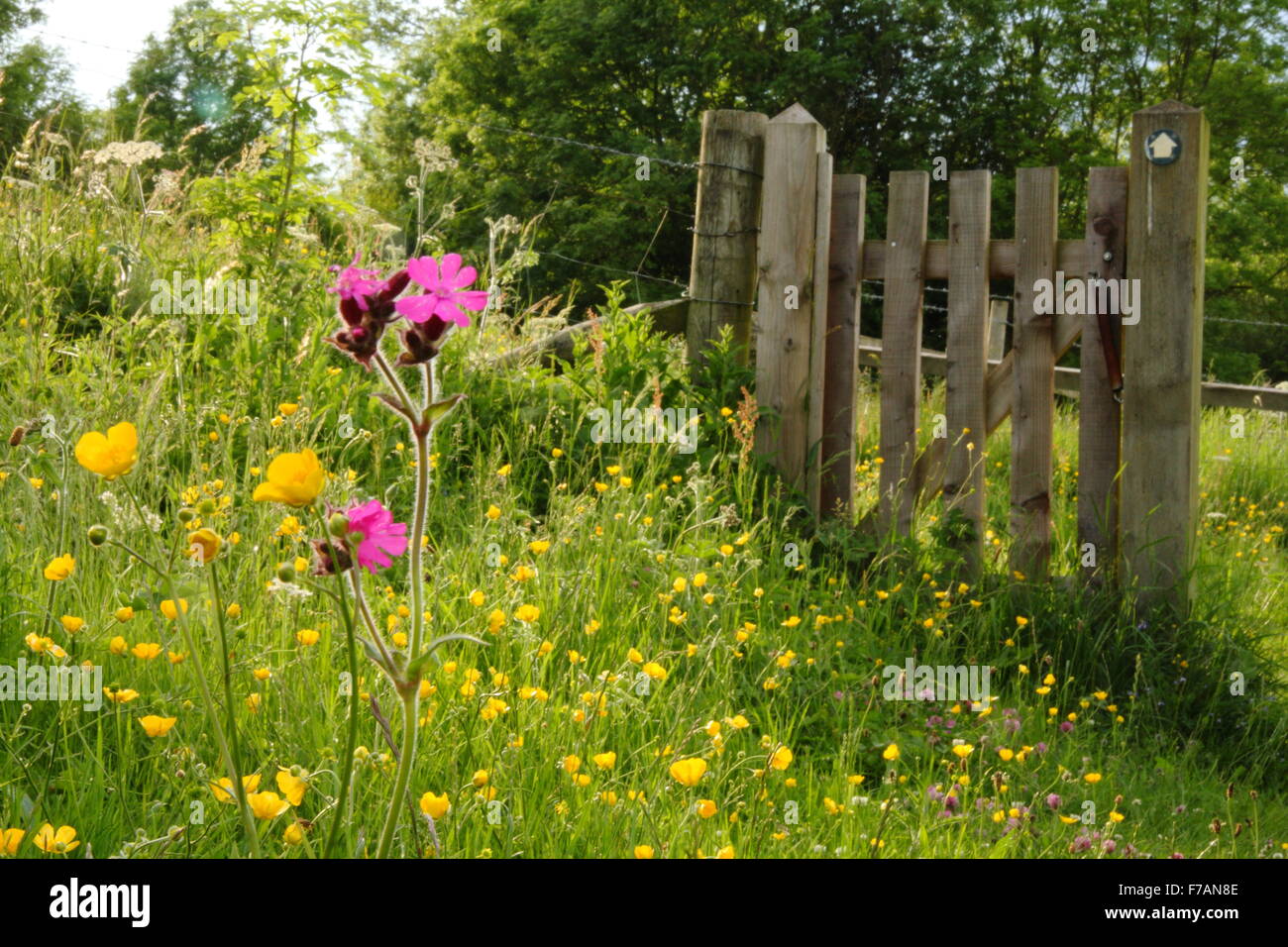 Renoncules e red campion fiorire in un bellissimo prato di fiori selvaggi nel Derbyshire Dales, England Regno Unito Foto Stock