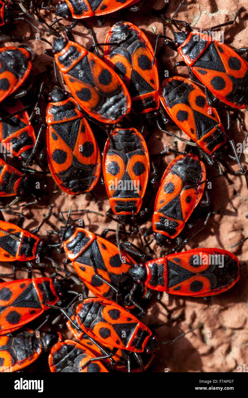 Il Firebug, Pyrrhocoris apterus Firebugs insetti Foto Stock