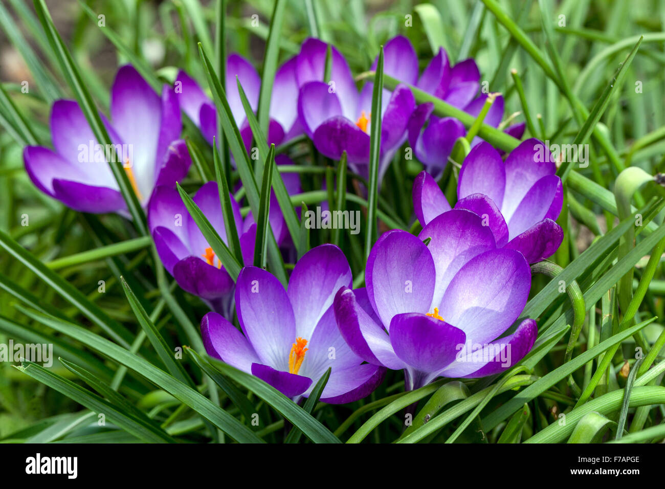 Croco blu, crocuses di molla Foto Stock