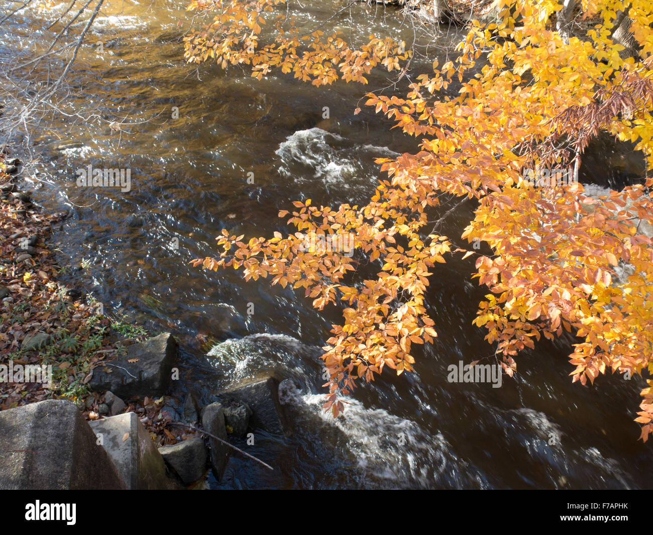 Foglie di autunno ed acqua che scorre nel ramo sud del fiume Hoosic in Massachusetts. Foto Stock