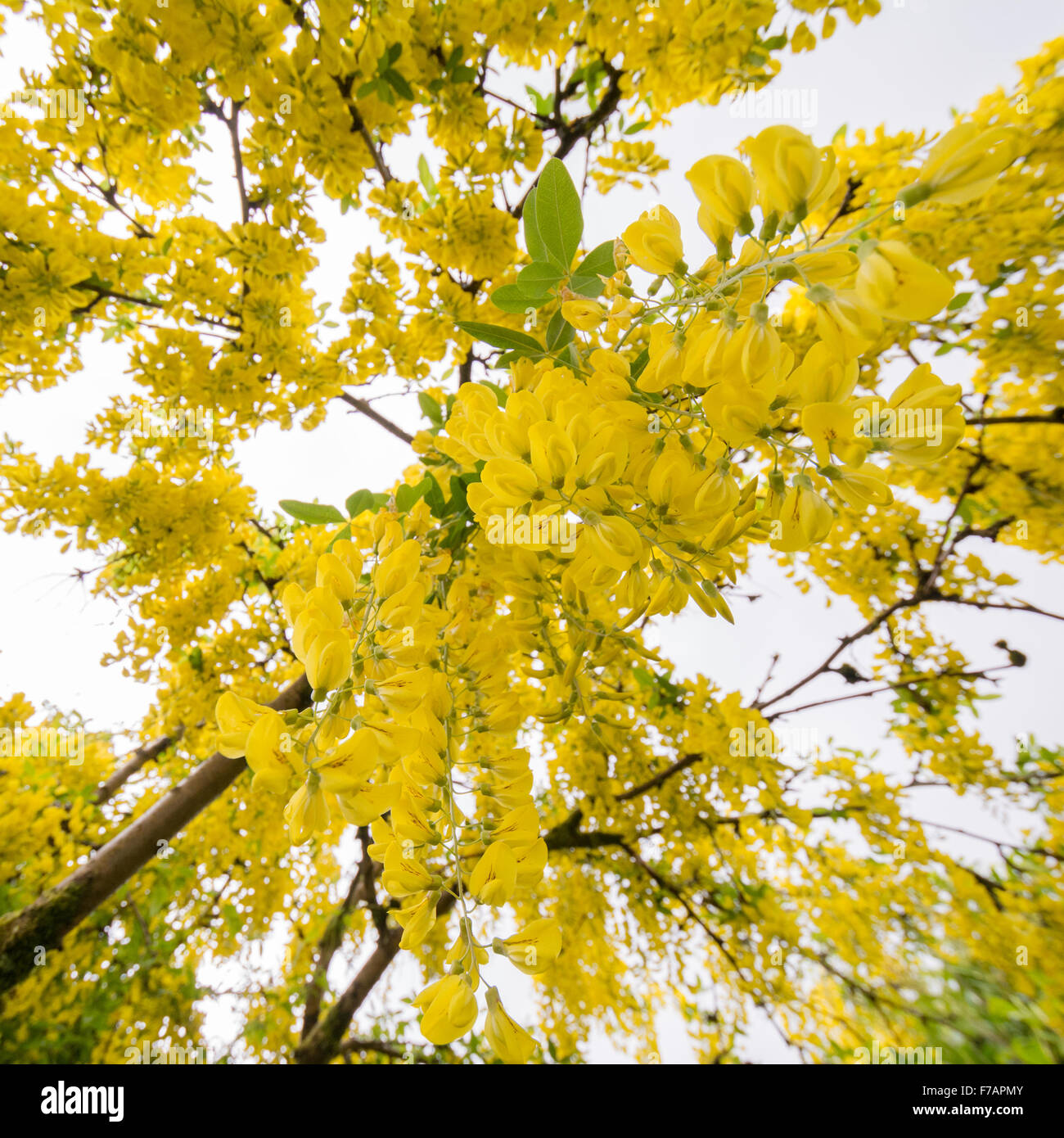 Maggiociondolo albero nel giardino del Regno Unito - piedi sotto cercando nella luminosa fiori gialli Foto Stock