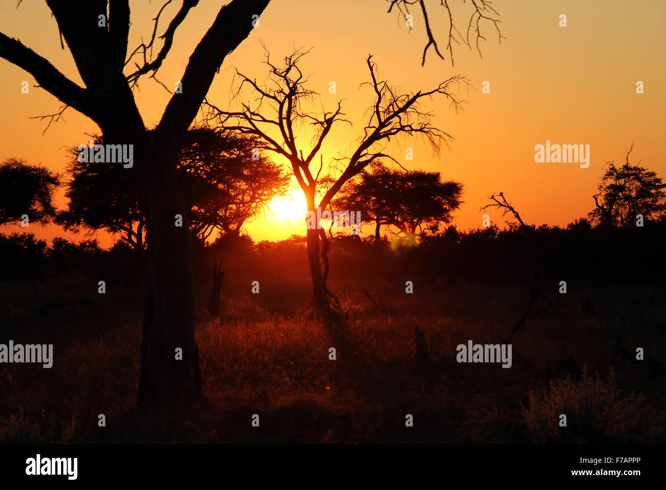 L'alba nella savana africana. Khwai River, Botswana Foto Stock
