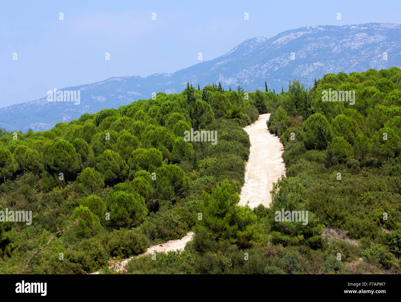Izmir strada bianca in esecuzione attraverso la foresta verde Foto Stock