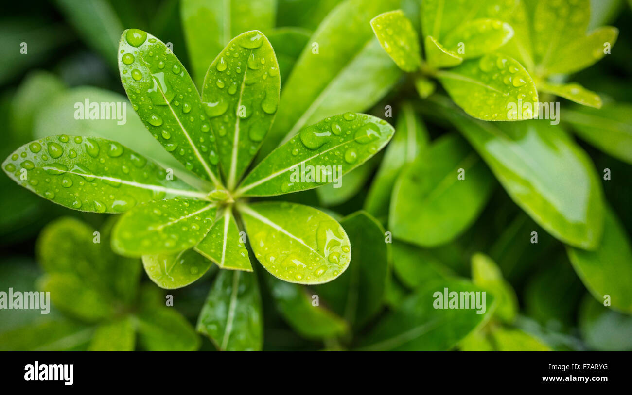 Foglia verde con gocce d'acqua per lo sfondo Foto Stock