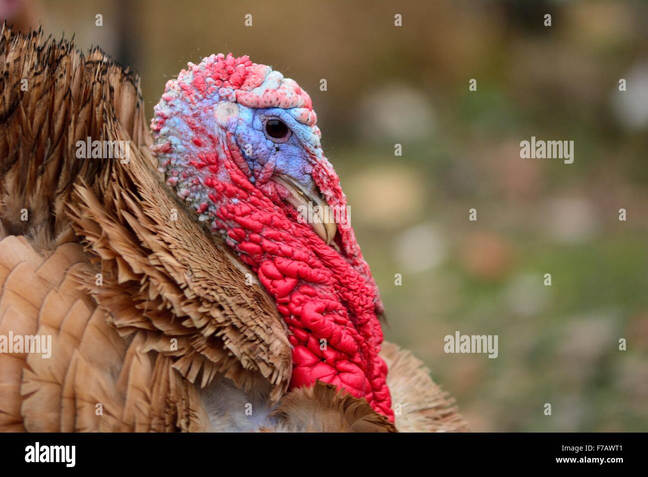 La Turchia bird in testa che mostra il profilo di colore rosso brillante e blu snood Foto Stock