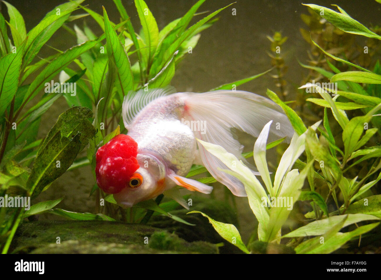 Pesce Rosso Fantasia Immagini e Fotos Stock - Alamy