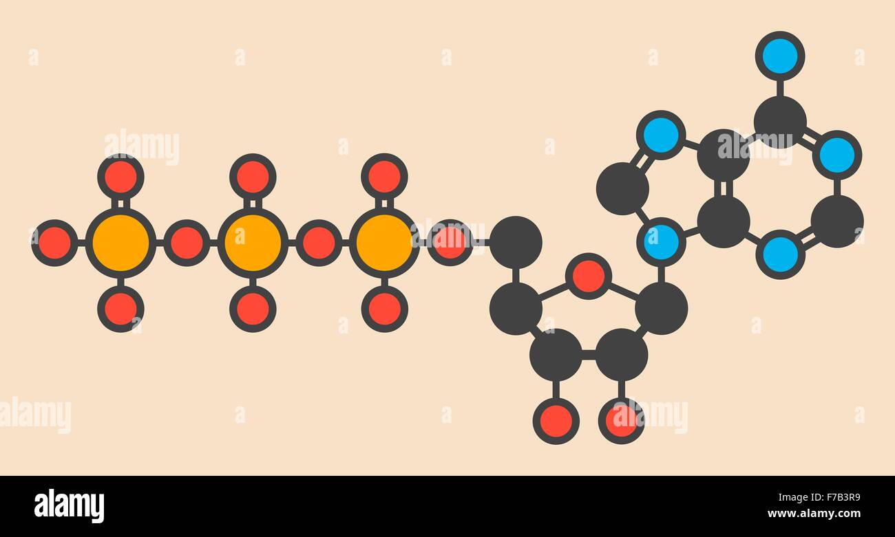 L'adenosina trifosfato (ATP) molecola. Funzioni come neurotrasmettitore, RNA building block, energia molecola di trasferimento, etc Foto Stock