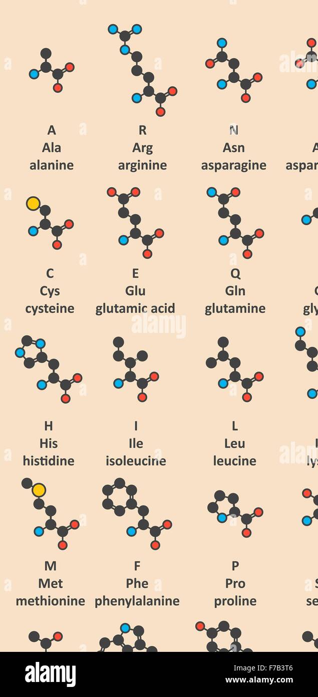 Amminoacidi, in ordine alfabetico: alanina, arginina, asparagina, acido  aspartico, cisteina, acido glutammico, glutammina, glicina Foto stock -  Alamy