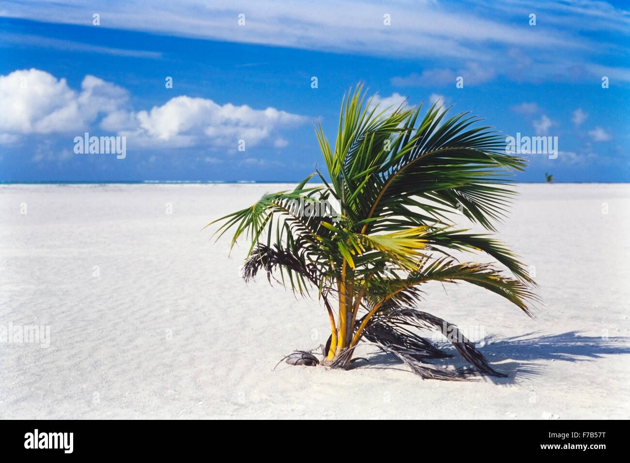 Lone palme da cocco che crescono su una spiaggia di sabbia tropicale incontaminata di un'isola disabitata in una riserva marina dell'Oceano Pacifico del Sud Foto Stock