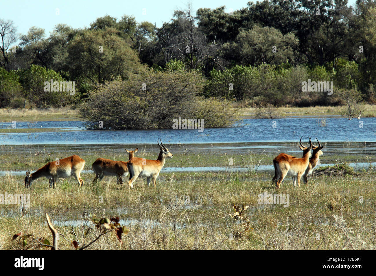 Una mandria di Lechwe rosso da un lago. Moremi Game Reserve, Botswana Foto Stock