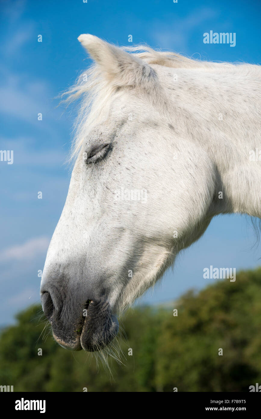 Pony grigio sonnecchia in estate il sole. Gli occhi chiusi e le orecchie in avanti. Foto Stock