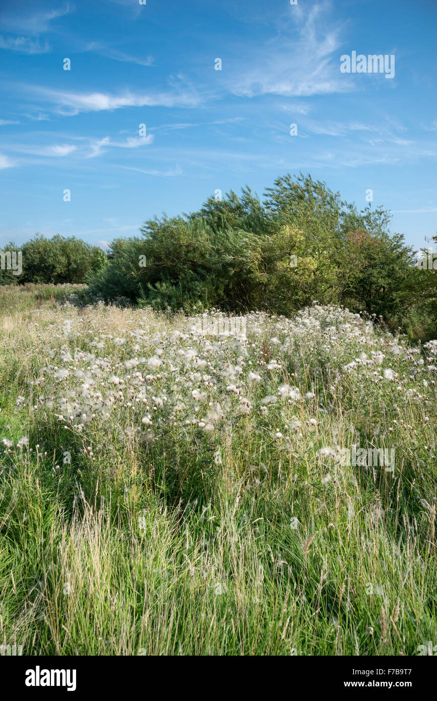 Patch di cardi pieno di soffici teste di seme in inglese il paesaggio in tarda estate. Foto Stock