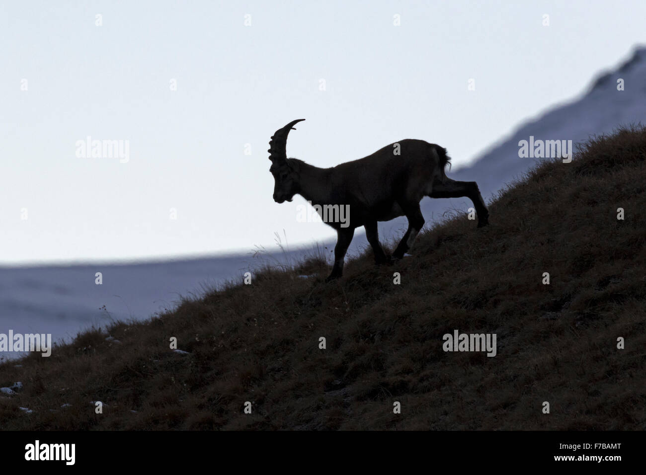 Alpine Ibex, Alti Tauri Parco Nazionale della Carinzia, Austria, Europa / Capra Ibex Foto Stock