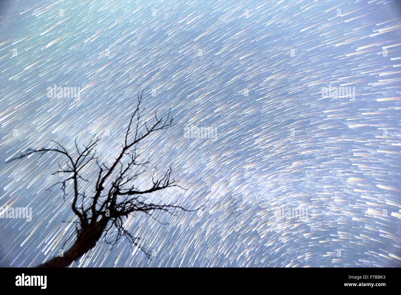 Un timelapse della Via Lattea con una silhouette di un albero di fronte ad esso. Il Geminids sono un Meteor doccia nel dicembre causato da Foto Stock