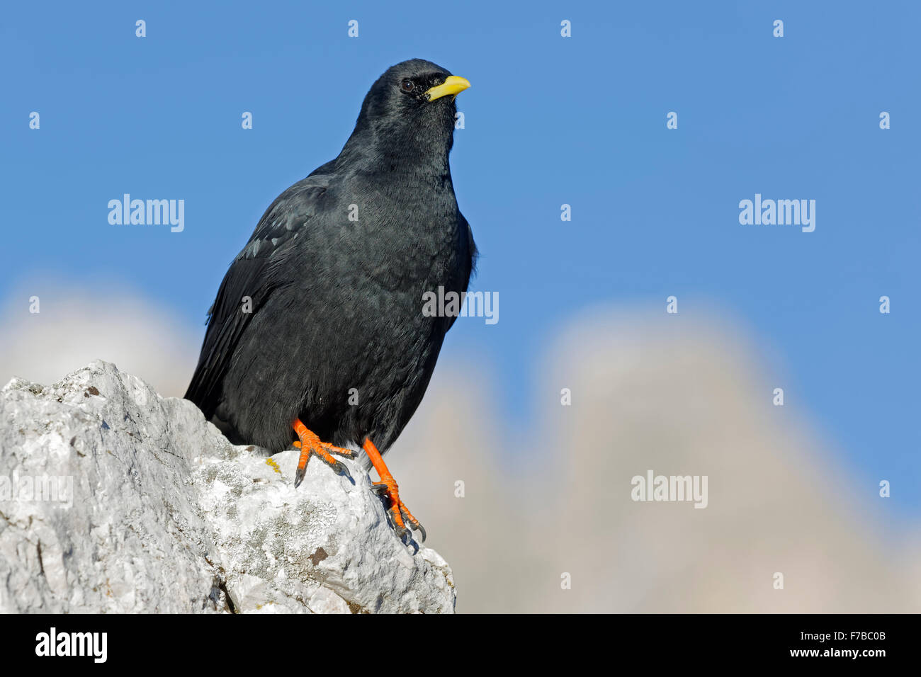 Gracchio alpino, Dolomiti, Alto Adige Provincia, Italia, Europa / Pyrrhocorax graculus Foto Stock