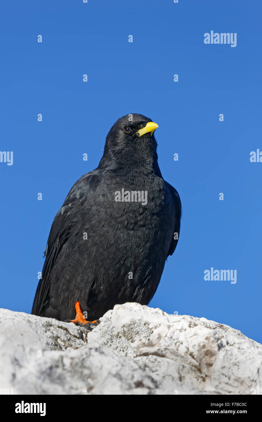 Gracchio alpino, Dolomiti, Alto Adige Provincia, Italia, Europa / Pyrrhocorax graculus Foto Stock