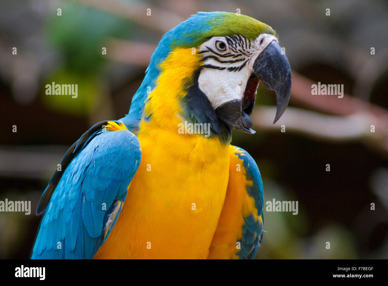 Blu e Giallo Macaw Foto Stock